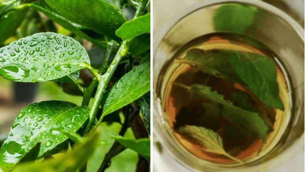 Detox com Folha de Limão: Descubra o Caminho Natural para a Saúde