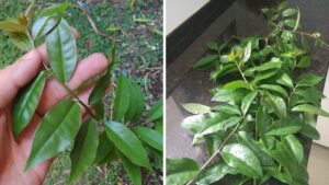 Metabolismo Acelerado com Ora Pro Nobis: O Segredo da Planta Milagrosa